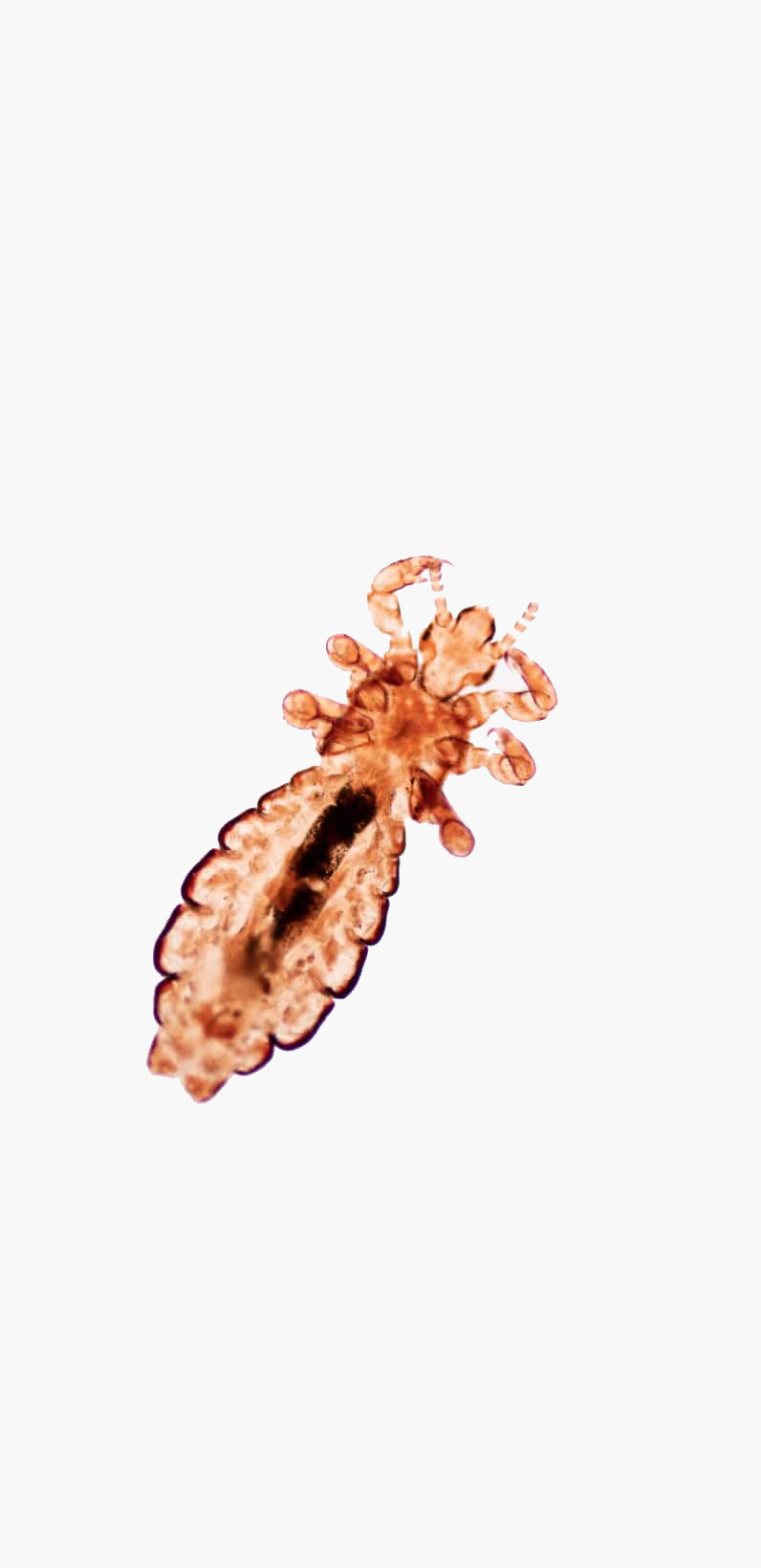bird-lice-bottom-img-2 copy