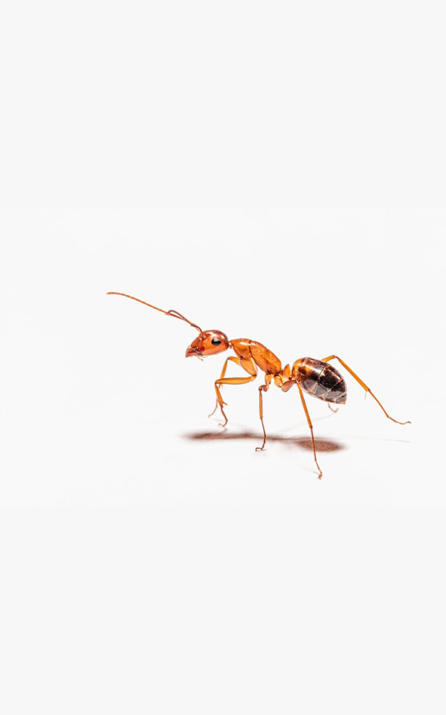 peter-f-wolf-XG8eYNYdz54-unsplash