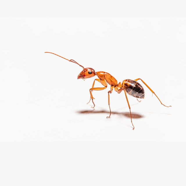 peter-f-wolf-XG8eYNYdz54-unsplash copy