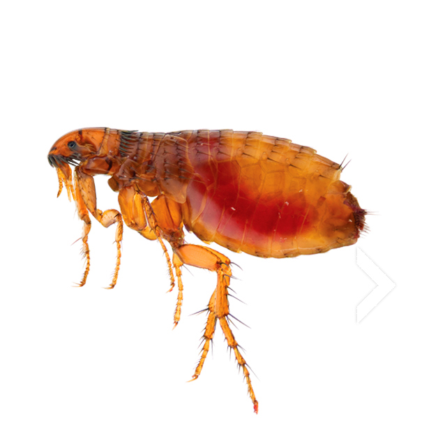 pngimg.com - flea_PNG31 copy 2