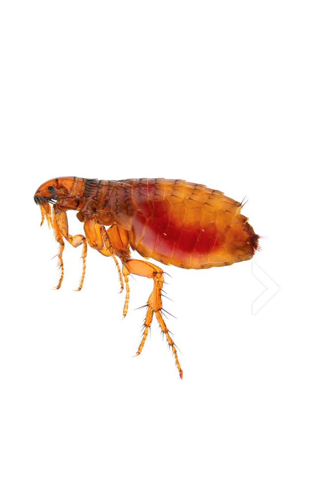 pngimg.com - flea_PNG31 copy