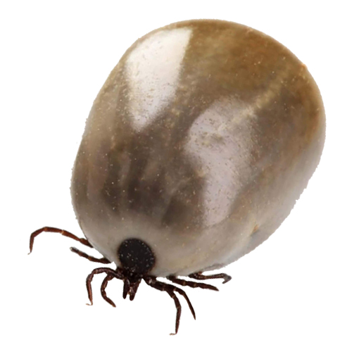 pngimg.com - tick_PNG47 copy2